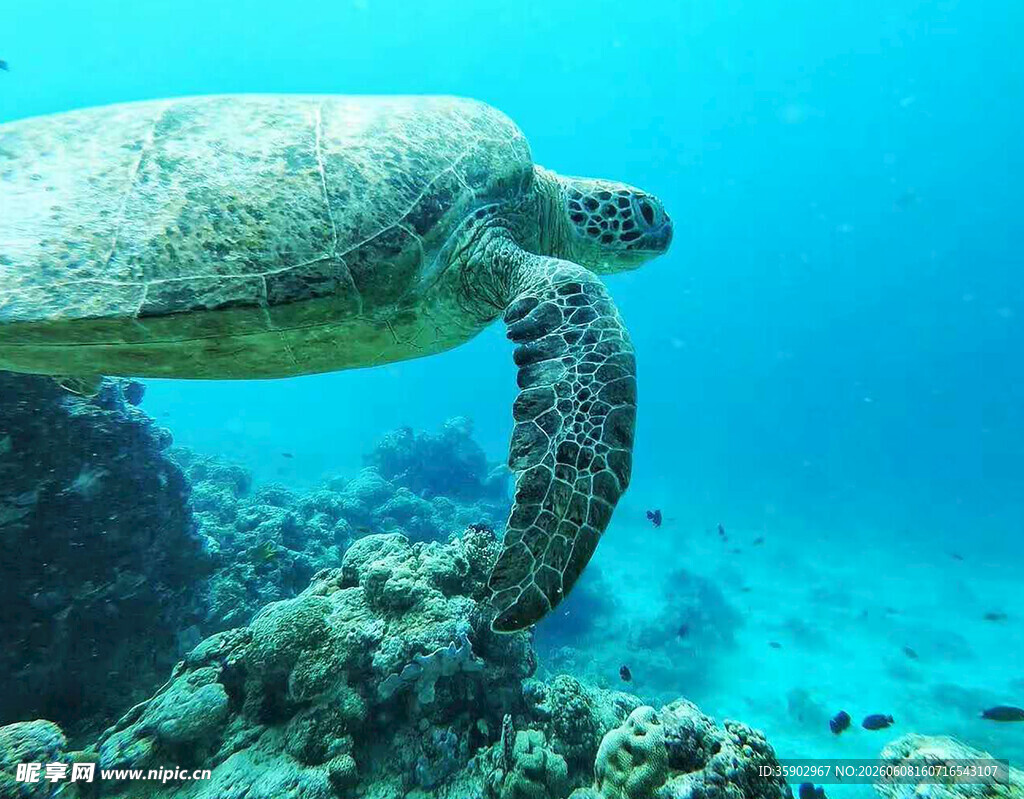 海底海龟游弋于珊瑚间