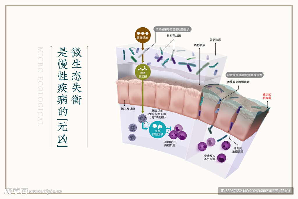 皮肤结构解剖示意图