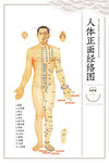 人体正经经络图展示