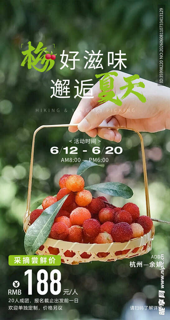 杨梅采摘