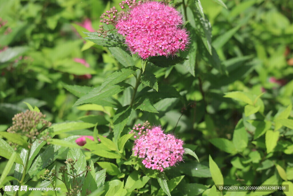 粉花绣线菊 