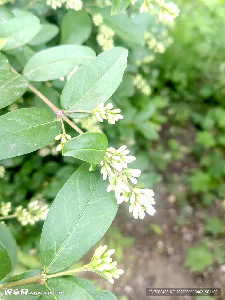 绿叶白花植物特写