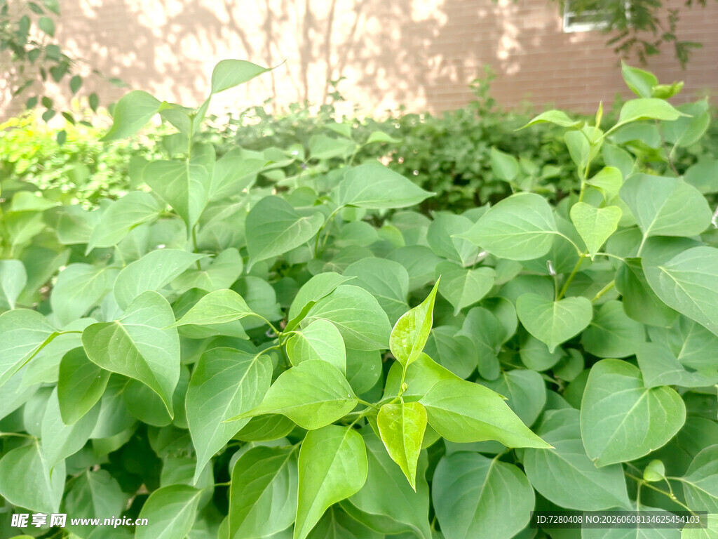 茂盛绿叶植物景观