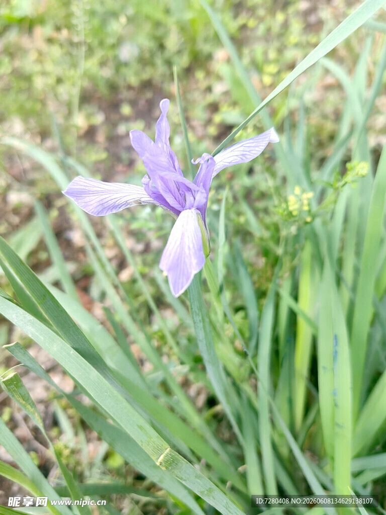 紫色鸢尾花绽放于草丛