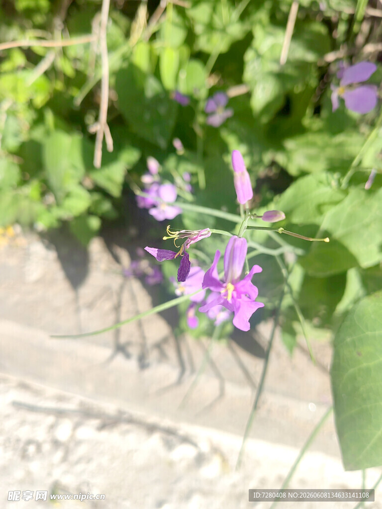 紫色小花绽放于绿叶间