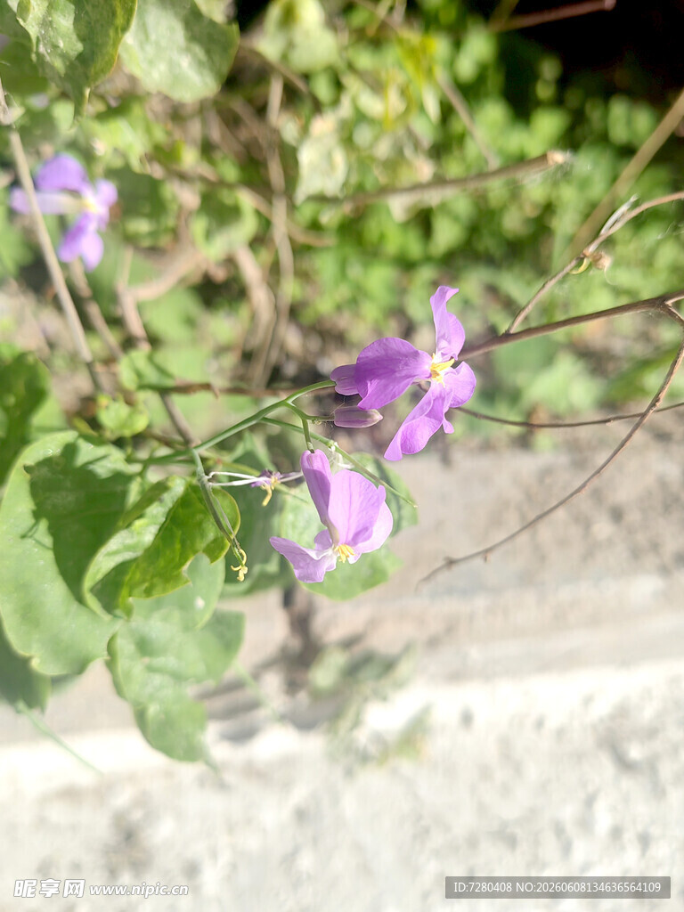 枝头绽放的紫色小花