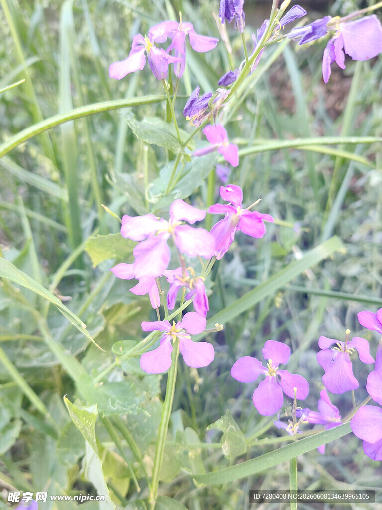 草丛中的紫色小花