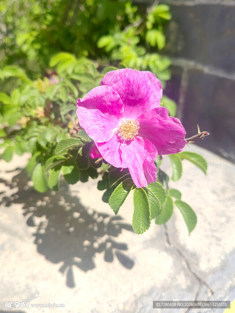 娇艳绽放的粉色蔷薇花