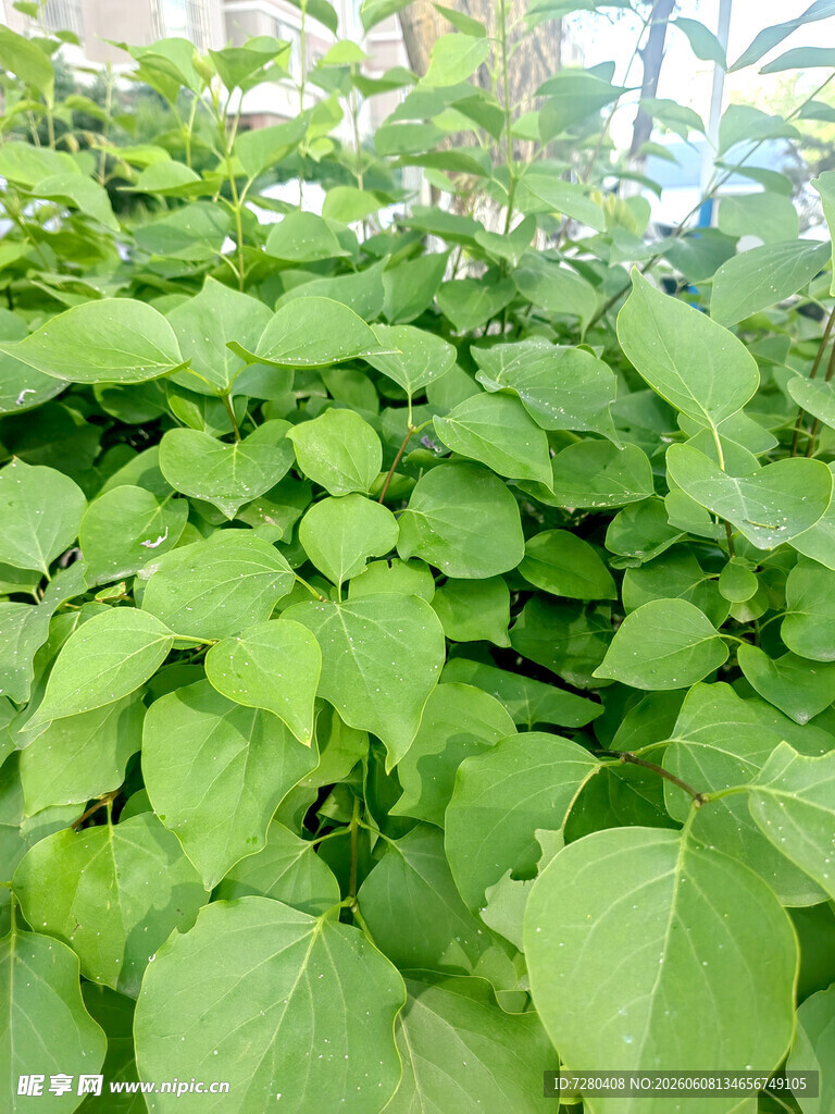 翠绿繁茂的植物叶片景观