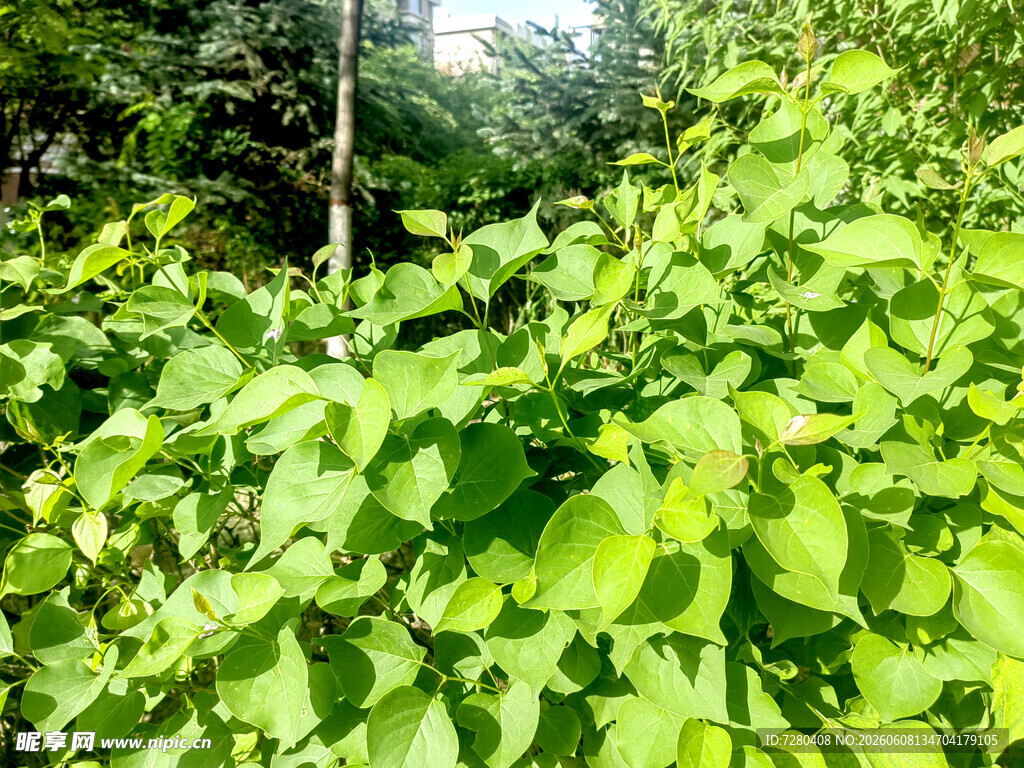 茂密绿叶植物景观