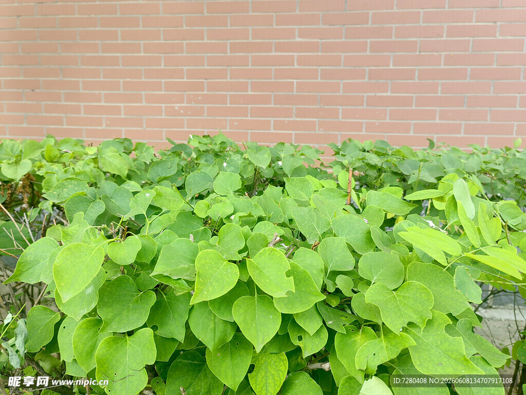 绿叶簇拥的砖墙景观