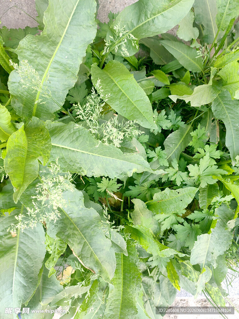绿叶植物特写