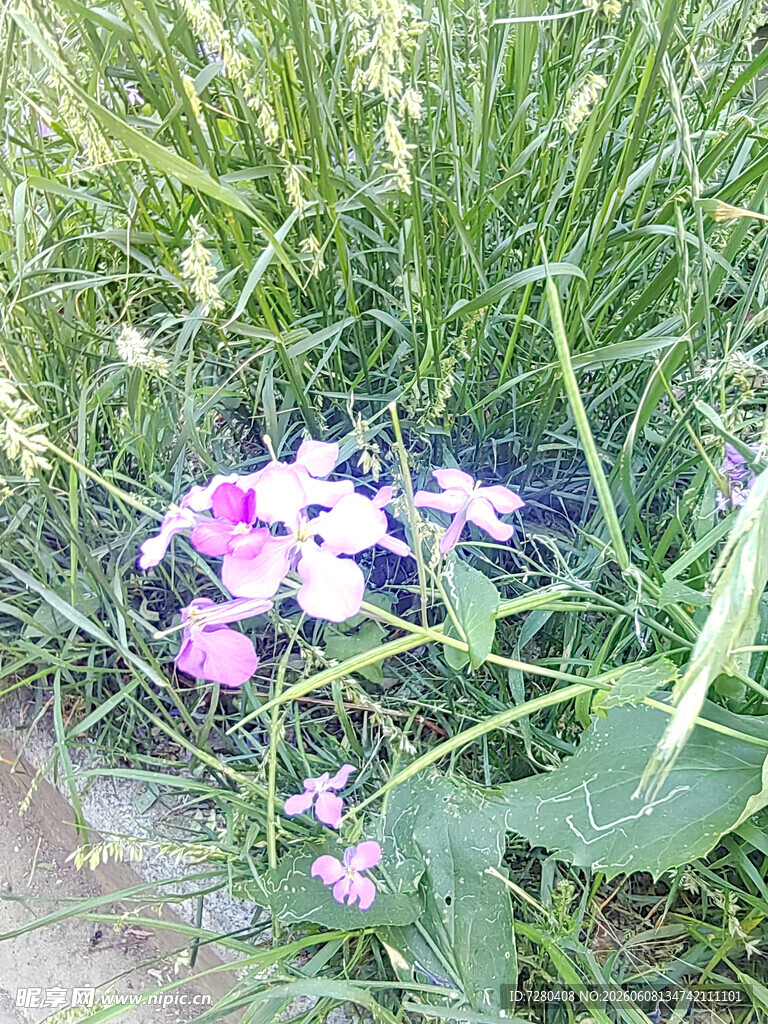草丛中的粉色美丽小花