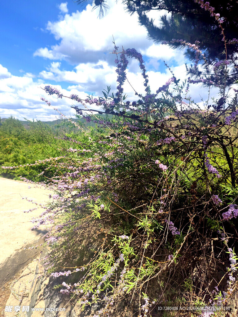  丁香花