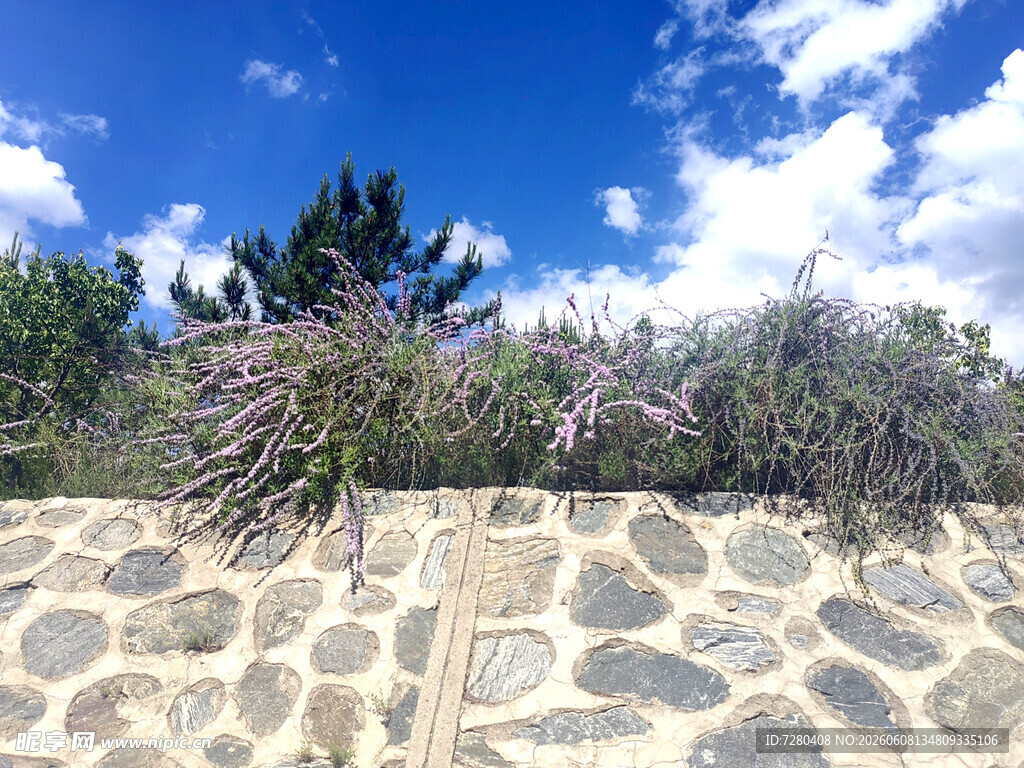 石墙边的 丁香花