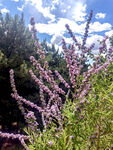 野外绽放的紫色 丁香花