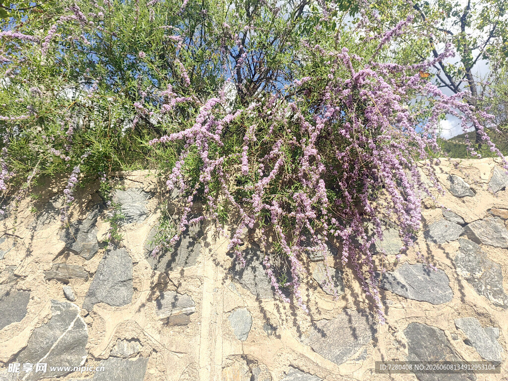 石墙边垂挂的紫色 丁香花
