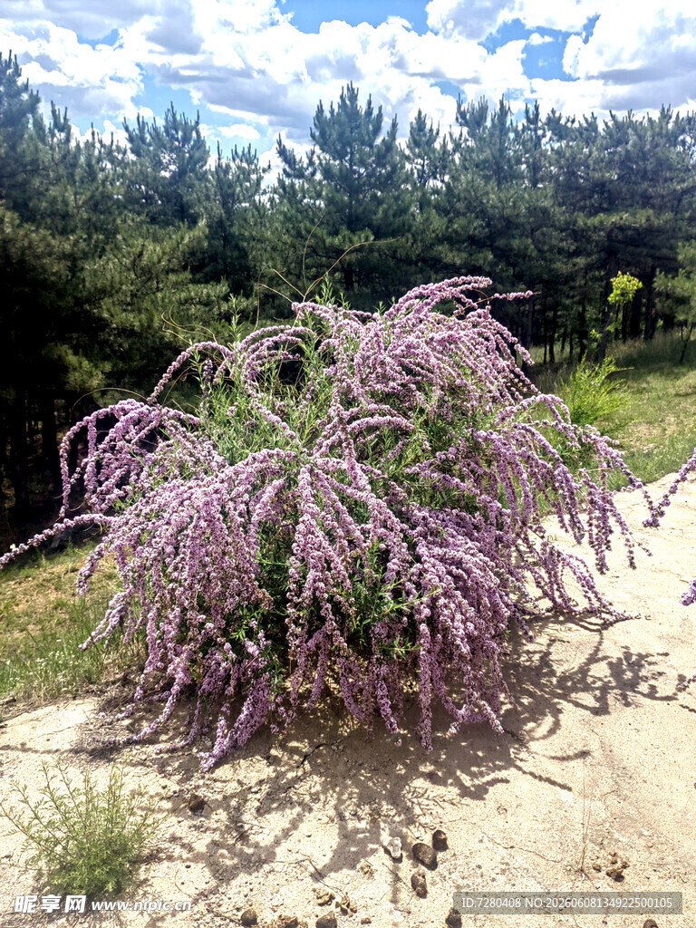 紫色 丁香花