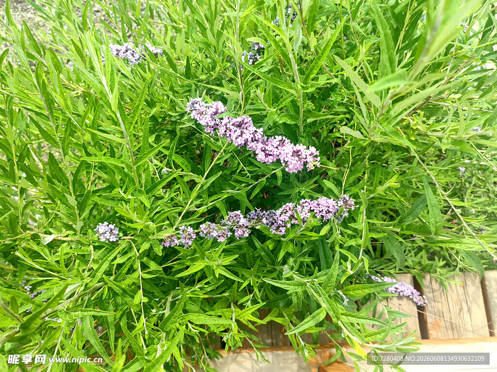 紫色丁香花