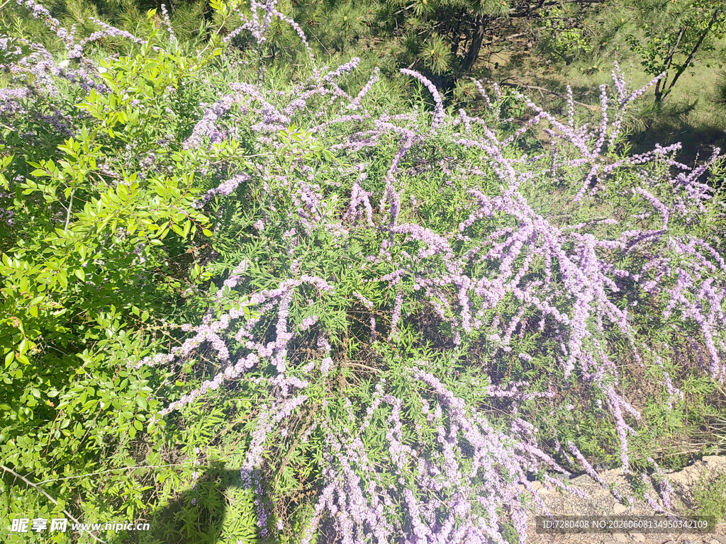 紫色 丁香花花丛点缀绿意盎然