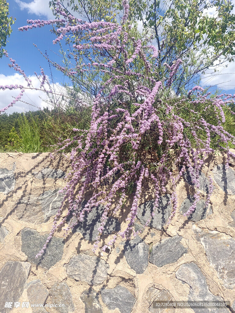 沙地上的紫色繁茂植物 丁香花