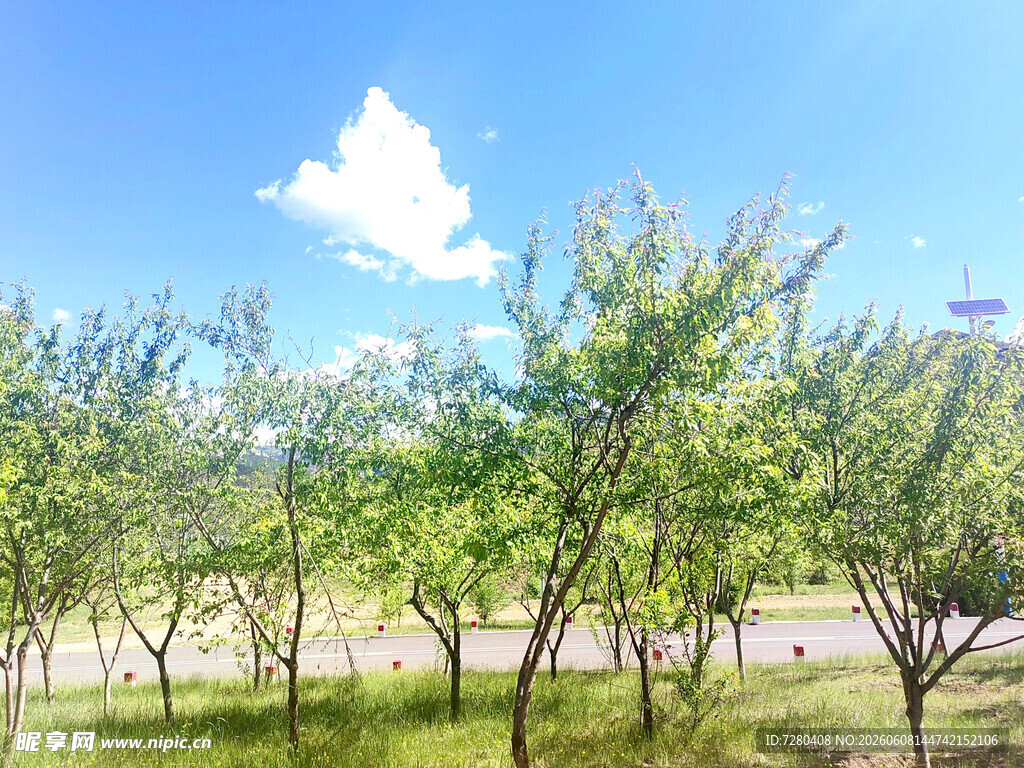 蓝天绿树的清新户外景致