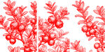 红色蔓越莓果实枝叶植物插画