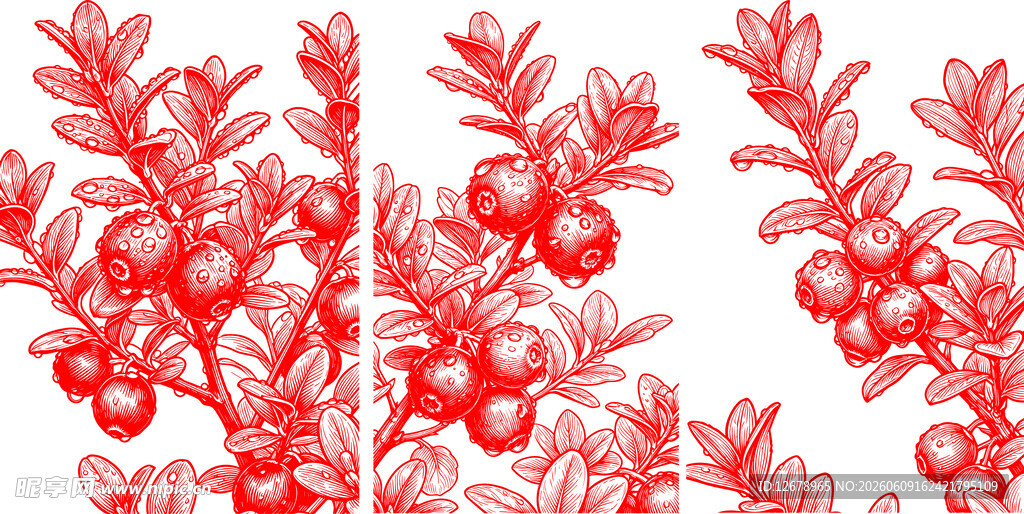红色蔓越莓果实枝叶植物插画