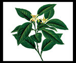 绿叶黄花植物插画