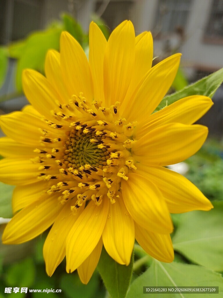 黄色向日葵特写