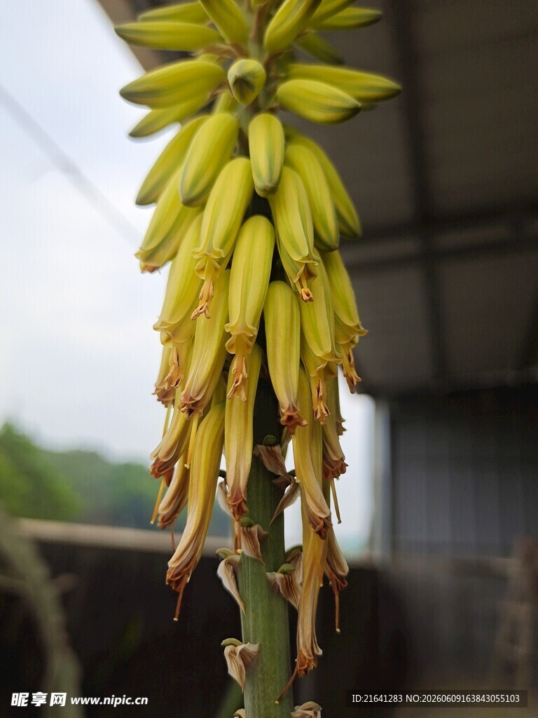 芦荟花