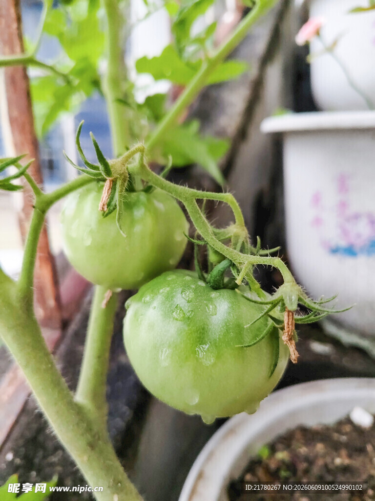 盆栽青番茄