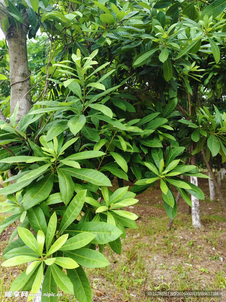 茂密绿叶植物景观