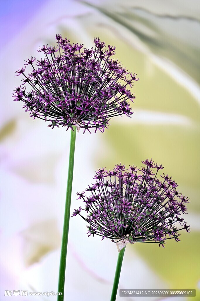 两朵紫色葱属花卉特写