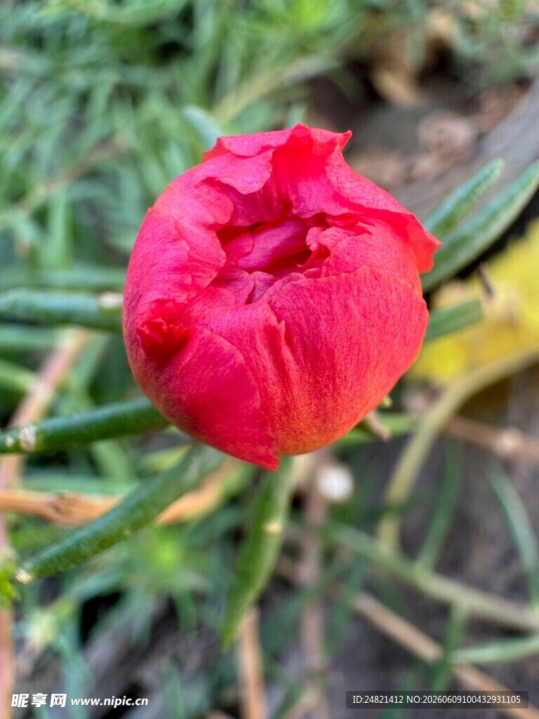 娇艳红牡丹花苞初绽