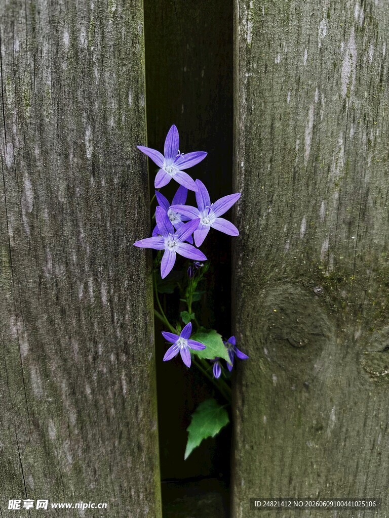 木缝中绽放的紫色小花