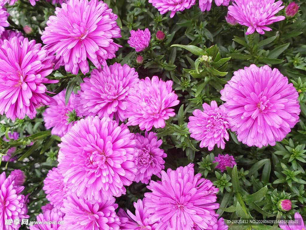 艳丽粉色菊花绽放