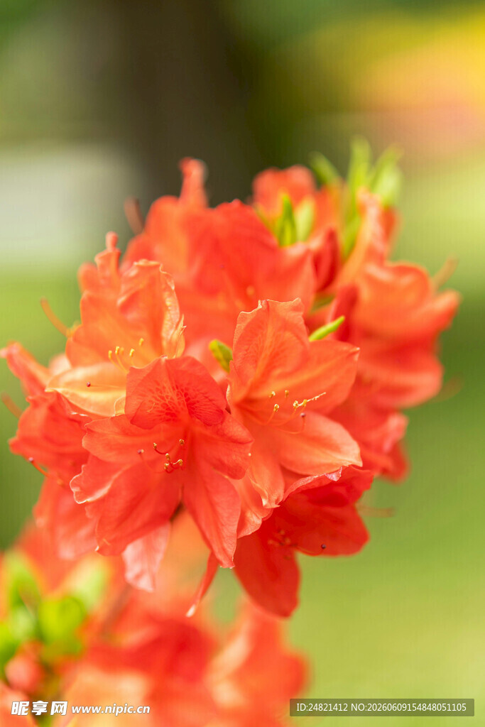 鲜艳橙红杜鹃花绽放