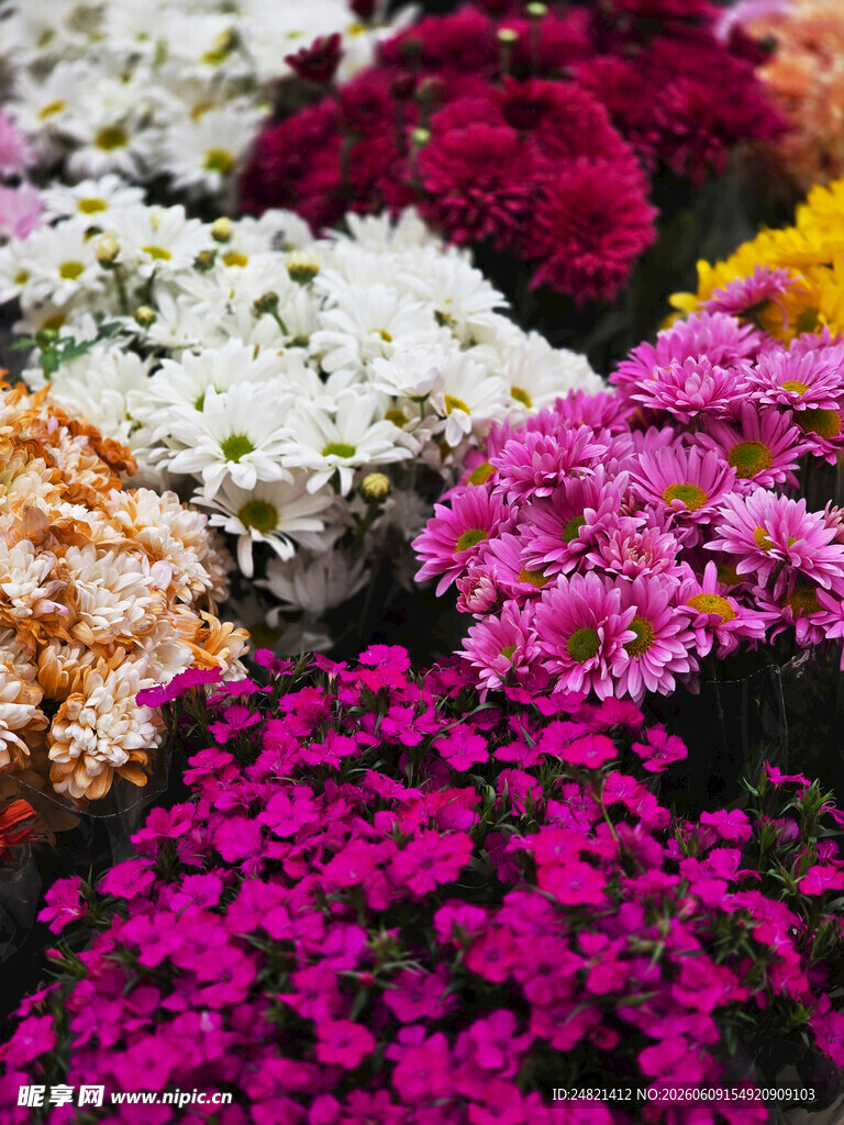 多彩菊花绽放