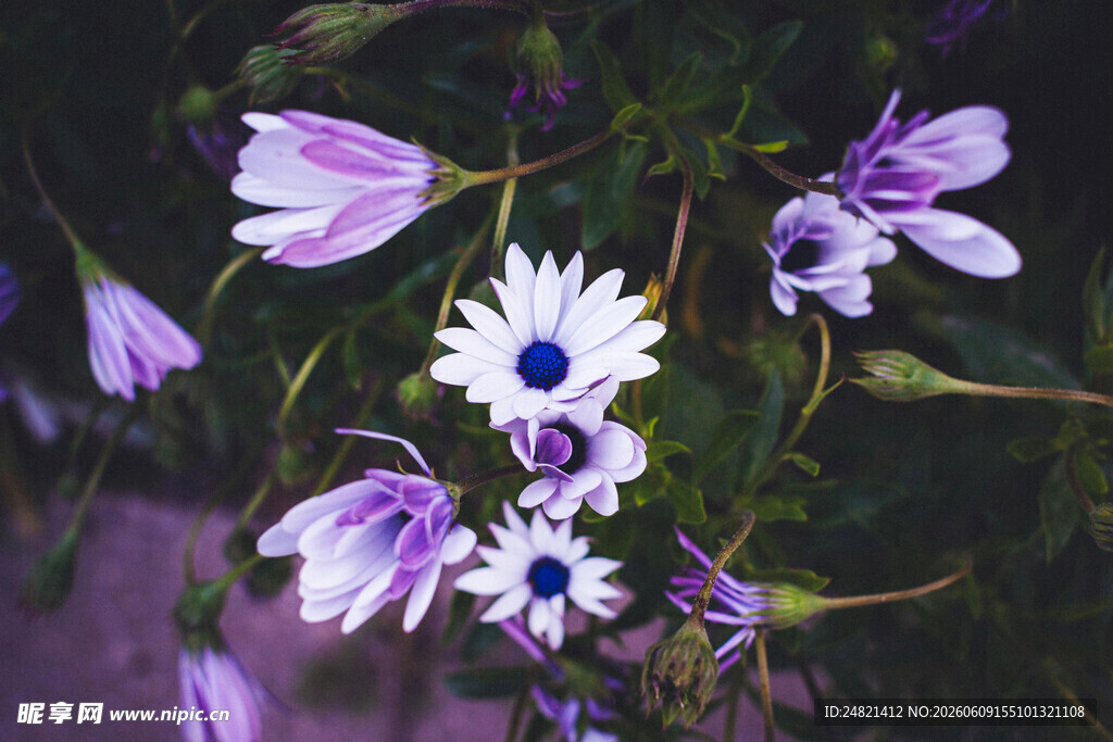紫色花卉特写