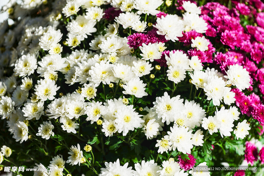 多彩菊花绽放