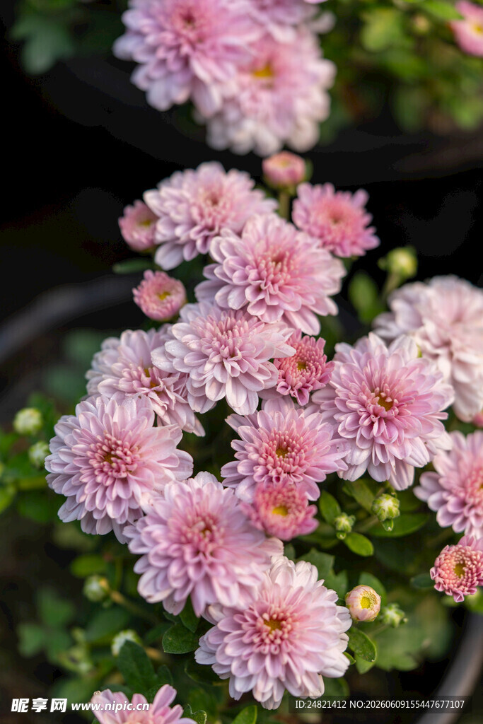粉色菊花盆栽景致