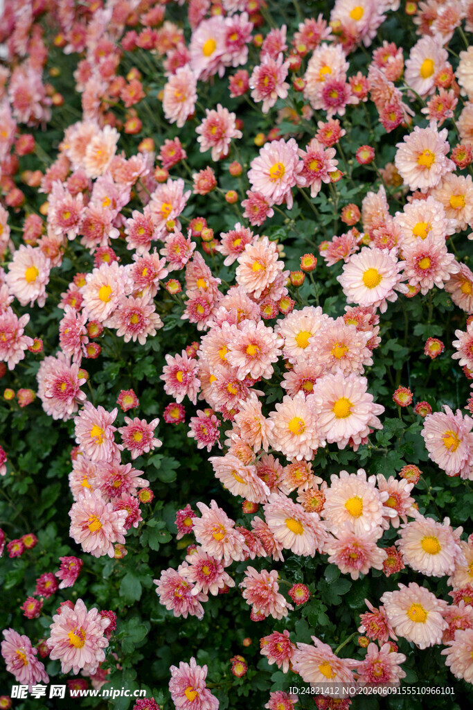缤纷雏菊绽放美丽花田