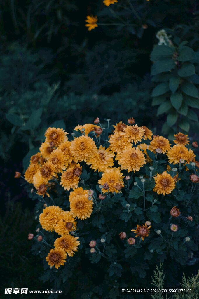 金黄花朵绽放于绿植间