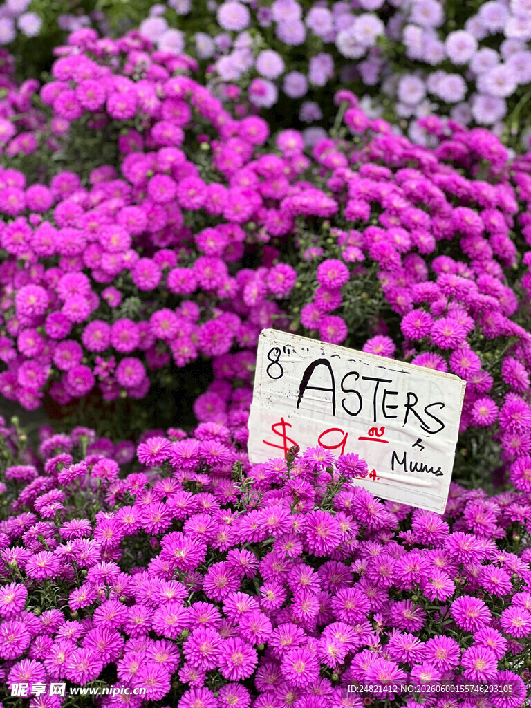 紫色紫菀花展示