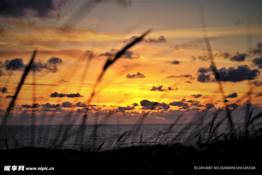 夕阳下随风摇曳野草自然风光风景