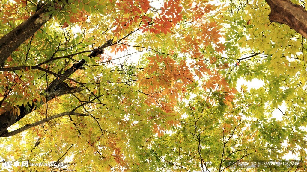 秋日斑斓树叶景观