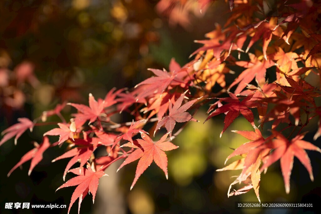 秋日红枫叶特写