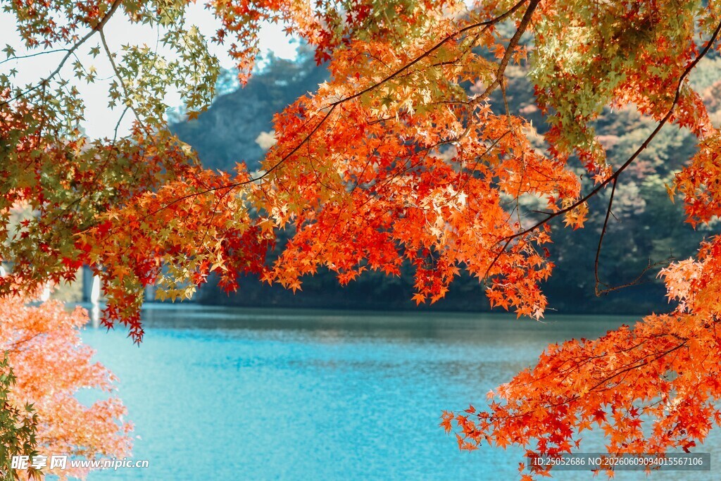 秋日湖畔红叶美景