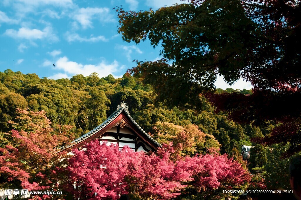 山间粉花掩映的古朴小屋